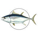 MadeiraFish APK