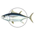 MadeiraFish ikon