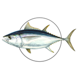 MadeiraFish icône