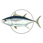 MadeiraFish icon