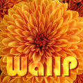 WallP - Flowers HD Wallpapers