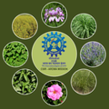 CSIR-Aroma