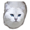 cat stickers for whatsapp - WA