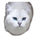 cat stickers for whatsapp - WA APK