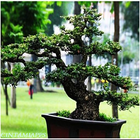 Bonsai Garden icon