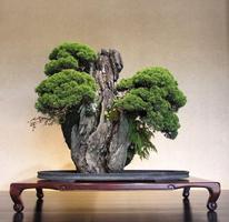 Bonsai Garden স্ক্রিনশট 3