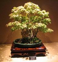 Bonsai Garden স্ক্রিনশট 1