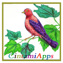 Colored pencil drawing APK