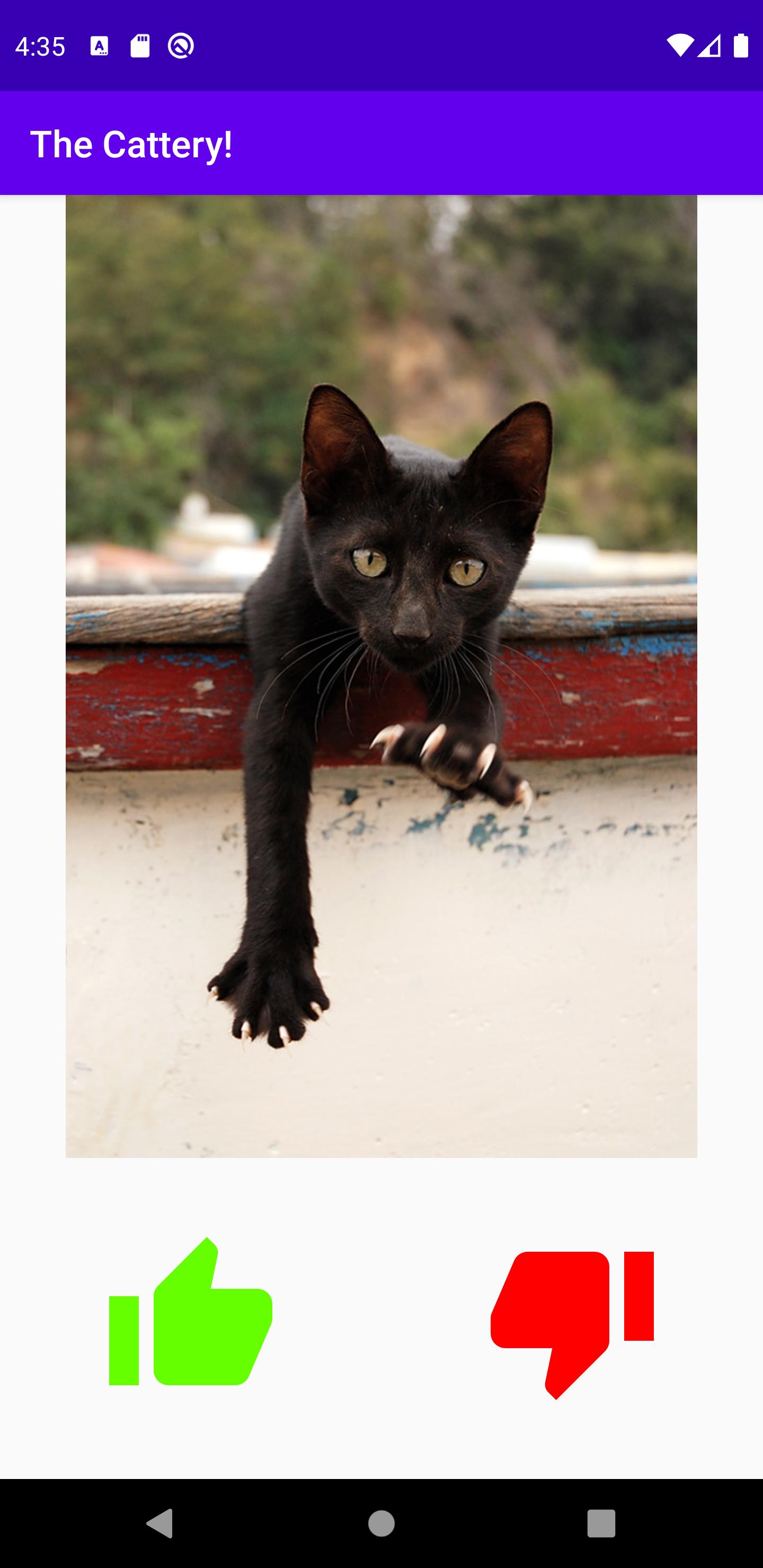 Дерзкие коты