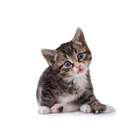 Icona StickersCats - WAStickerApps