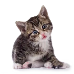 StickerCats APK download