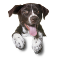 StickersDogs