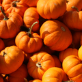 Real Pumpkin