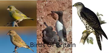 Birds Of Britain