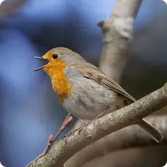 Birds Of Britain