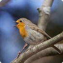 Birds Of Britain APK