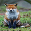 Mammals Of Britain APK