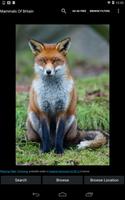 Mammals Of Britain تصوير الشاشة 3