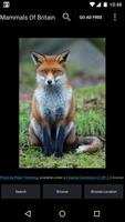 Mammals Of Britain الملصق