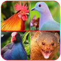 Suara Pikat Burung dan Hewan L