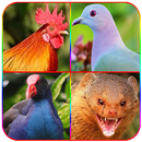 Suara Pikat Burung dan Hewan L APK