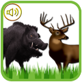 Sounds of Deer and Boar Caller