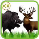 Sounds of Deer and Boar Caller-APK