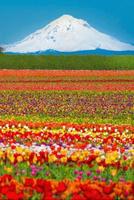 Amazing Nature تصوير الشاشة 1