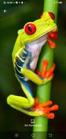 Frog Simple Wallpapers الملصق