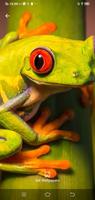 Frog Simple Wallpapers تصوير الشاشة 3