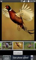 Pheasant HD  Wallpapers screenshot 1