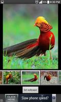 Pheasant HD  Wallpapers screenshot 2