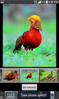 Pheasant HD  Wallpapers screenshot 3