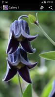 Clematis Ideas plakat