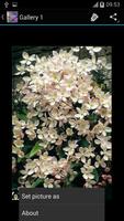 Clematis Ideas screenshot 2