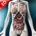 Human anatomy 3D : Organs and  ícone