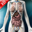 Human anatomy 3D : Organs and 