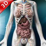 Human anatomy 3D : Organs and  icon