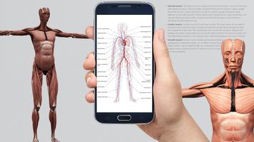 Human anatomy 3D : Organs and  Poster