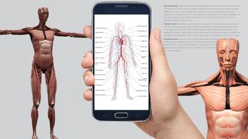 Human anatomy 3D : Organs and  Affiche