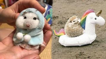 Funny video - cute animals الملصق