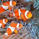 Clownfish Care Guide APK