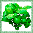Remedios Caseros  - Plantas Medicinales иконка