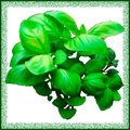Remedios Caseros  - Plantas Medicinales