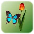 kelebek musluğu APK