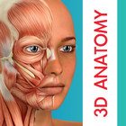 Human Anatomy Learning - 3D ícone