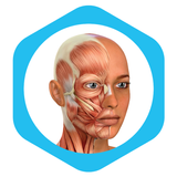 Medical Terminology Learning Q APK