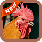 Cock Wallpaper icon