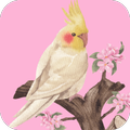 Cockatiel Sounds