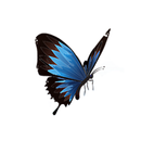 ModelWell APK